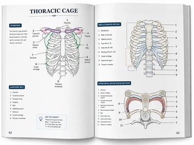 Human Anatomy Colour Book