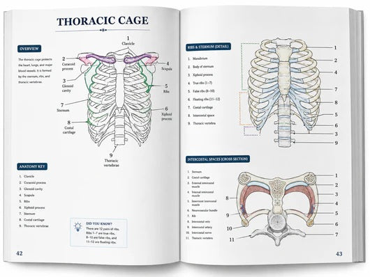 Human Anatomy Colour Book
