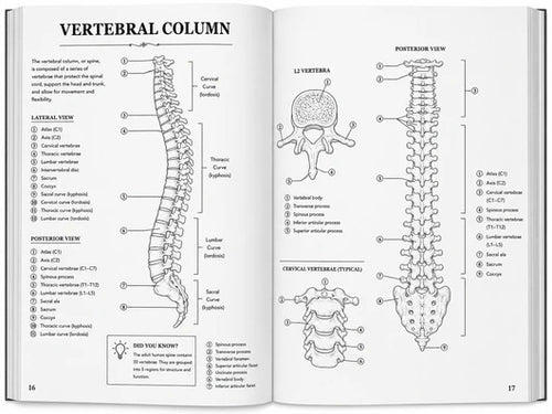 Human Anatomy Colour Book